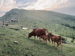 -大姆山草场