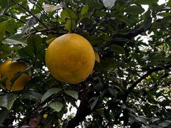 -南通洲际绿博园