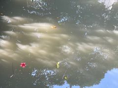-小洲村