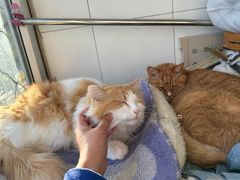 -达爱动物医院·犬猫分区·CT·复杂眼科(远洋山水分院)