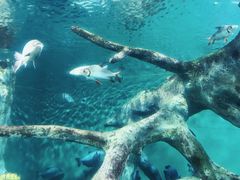 -上海海洋水族馆