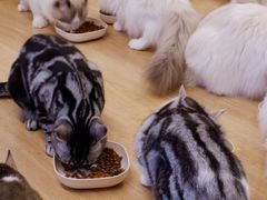 -有喵·猫咖·狗咖·30几只猫10只小狗(岗厦店)