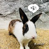 小草探店の沉浸式撸宠体验