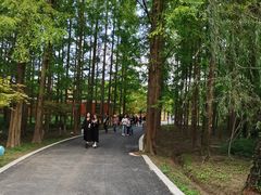 -东平国家森林公园