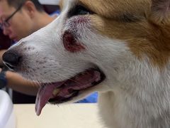 -顺强宠物诊所·狂犬免疫·夜诊·骨科(嘉定店)