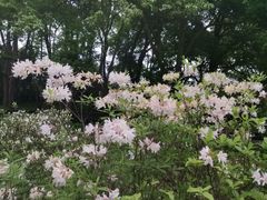-杭州植物园