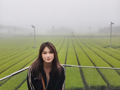 -雪绿茶博物馆