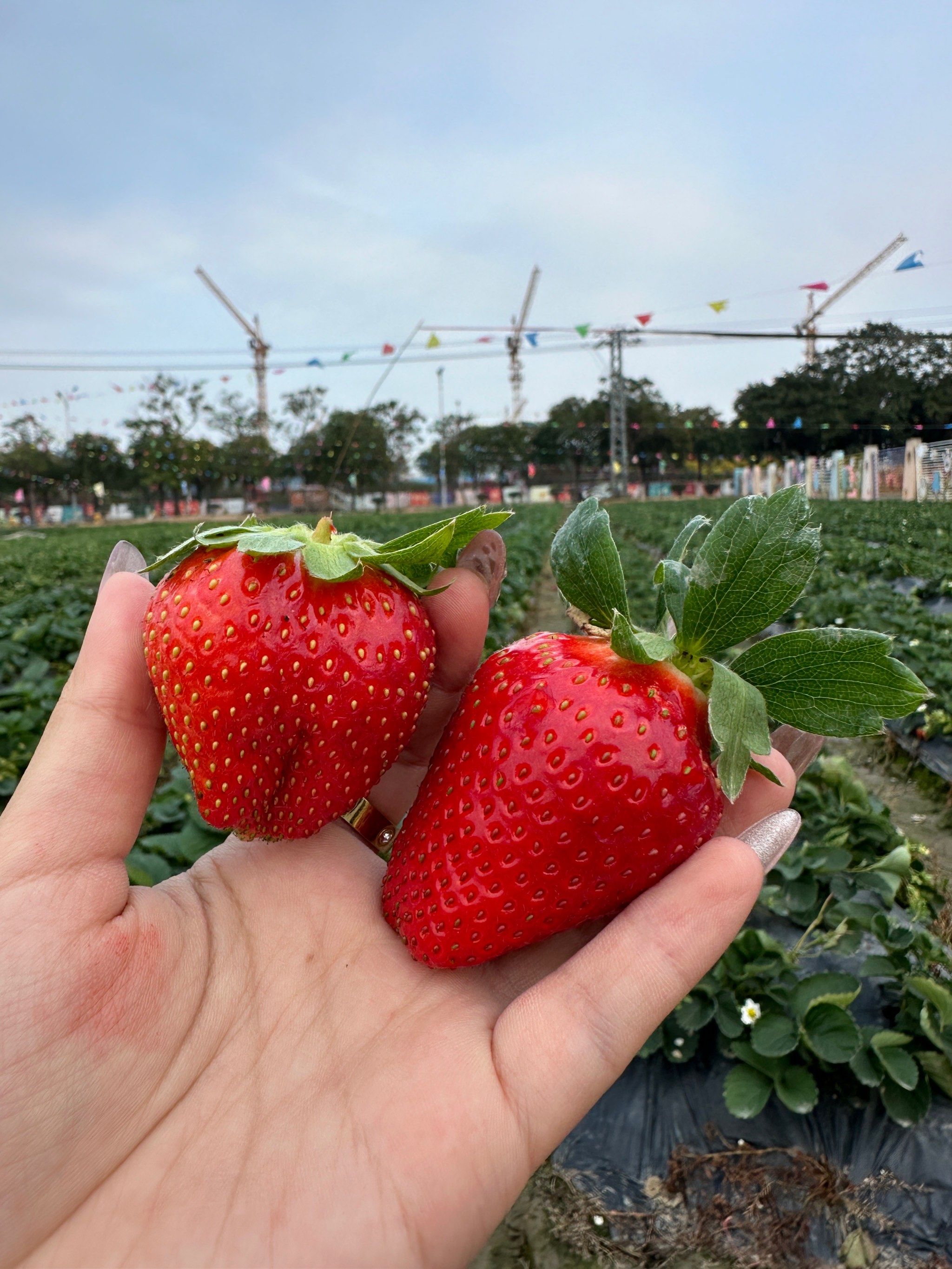 漳州草莓采摘园 春节好去处🍓