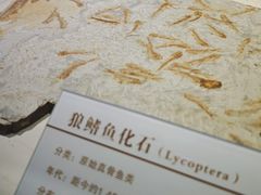 -中国第四纪冰川遗迹陈列馆