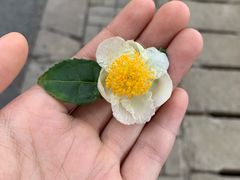 -敬亭山风景名胜区