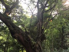 -峨眉山报国寺