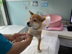 -纳吉亚猫专科动物医院·北北分院
