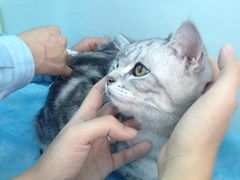 -中农大我爱我爱24h动物医院·中医针灸·猫专科·骨科医疗中心(双井店)