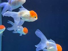 -海合安天津极地海洋公园