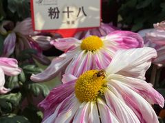 -清明上河园-迎宾门售票处