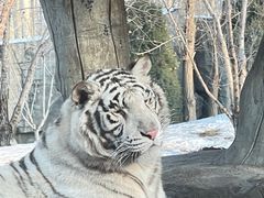 -北京野生动物园