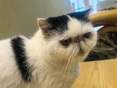 -藏猫猫咖啡主题馆(中央大道店)