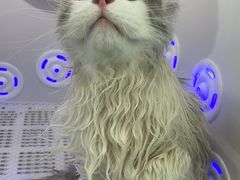 -爱洗澡的猫(望京店)