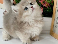 -小猫来了·猫舍(红山六九七九店)