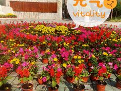 -合肥滨湖国家森林公园