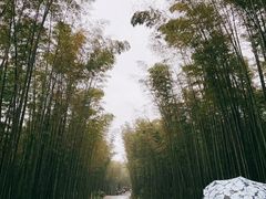 -蜀南竹海景区