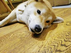 -柴务处·柴犬主题狗咖