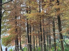 -重庆彩云湖湿地公园