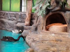-海合安成都极地海洋公园