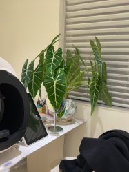 -安那般那皮肤年轻化ANAPANA