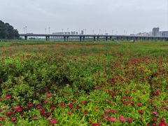 -咸阳湖景区