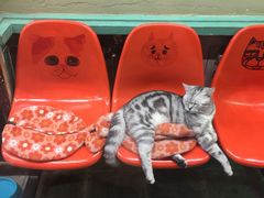 -猫咪博物馆(顶澳仔猫街店)