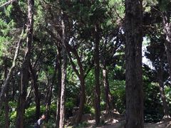 -嘉定紫藤园