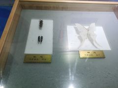 -上海昆虫博物馆