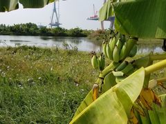 -芒洲湿地公园