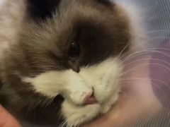 -宠爱国际动物医院· 猫科· 外科·中兽医(长白店)