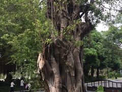 -南宁南湖公园