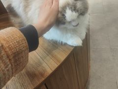 -飞行喵MR PILOT|猫舍·猫咖(静安大融城店)