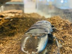 -燕莎友谊商城(亮马桥店)