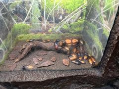 -上海大自然野生昆虫馆(东方明珠·爬宠昆虫探索中心)