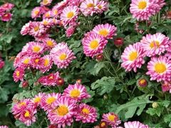 -哈尔滨道外花鸟鱼市场