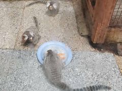 -上海大自然野生昆虫馆(东方明珠·爬宠昆虫探索中心)
