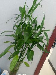 -美朵纹绣美牙纹眉工作室