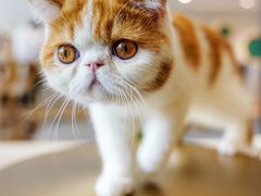 麻花？-飞行喵MR PILOT|猫舍·猫咖(静安大融城店)
