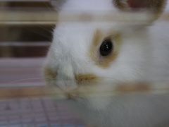 -宠物兔专门店(天丰利市场店)