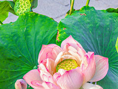 -莲花池公园
