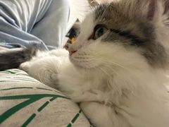 -中农国际动物医院24小时·猫科·骨科·急重症中心