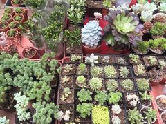 -秦美花卉(天朗·莱茵小城2期店)