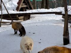 -宫城藏王狐狸村