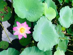 -荔湾湖公园