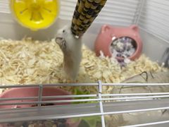 -钓仓鼠(洋桥北里小区店)
